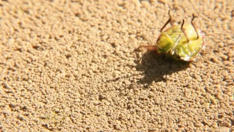 Smell bug roll back Stock Footage 83771091