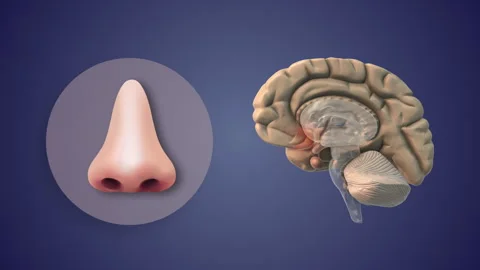 Smell Perception Controlled by Olfactory Brain Region Stock Footage 327891431