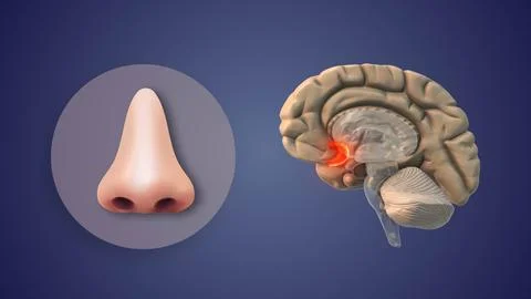 Smell Perception Controlled by Olfactory Brain Region Stock Illustration