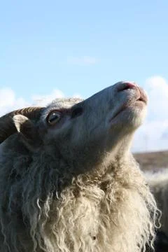 Smelling the air Stock Photos