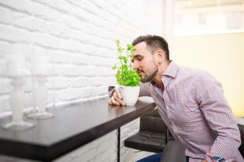 Smelling basil Stock Photos