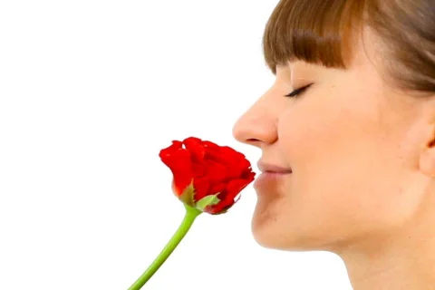 Smelling rose, isolated Stock Footage 857039