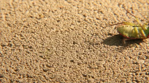 Smelly bug on the ground Video stock 58737486