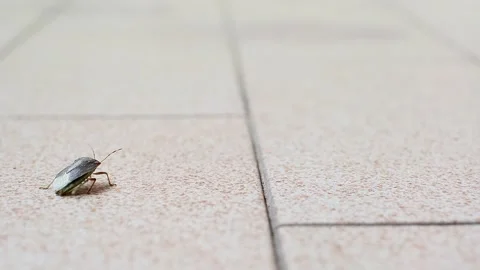 A smelly Bug on a light background. Stock Footage 267730971