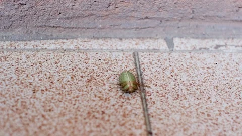 A smelly Bug on a light surface Stock Footage 276359599