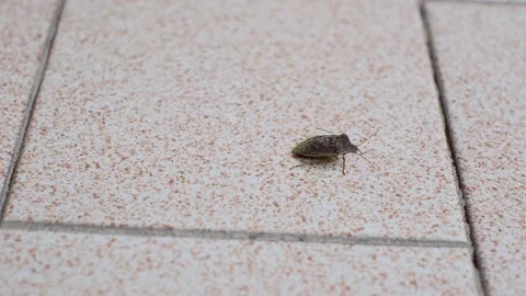 A smelly Bug on a light surface Stock Footage 276361278
