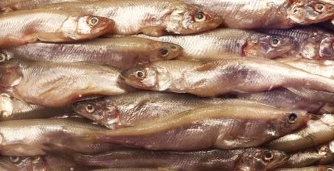 Smelt background Foto stock