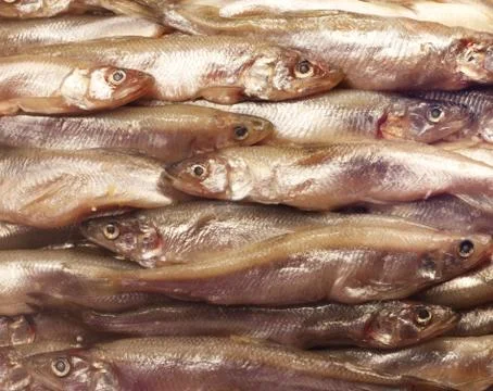 Smelt background Stock Photos