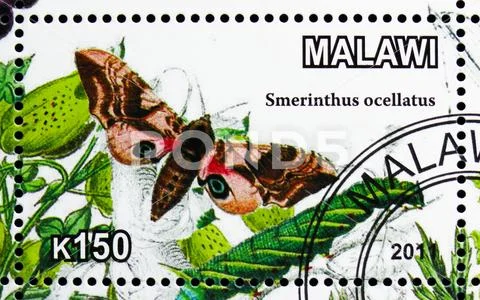 Smerinthus ocellatus, serie, circa 2011 Stock Photos