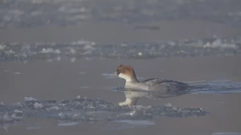 Smew bird in the winter river, duck female Mergellus albellus Stock Footage 327809674