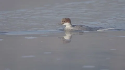 Smew bird in the winter river, duck female Mergellus albellus Stock Footage 327809691