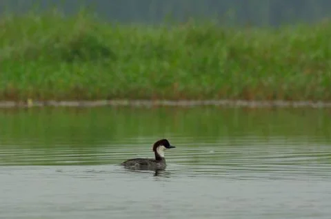 Smew a migrant Stock Photos