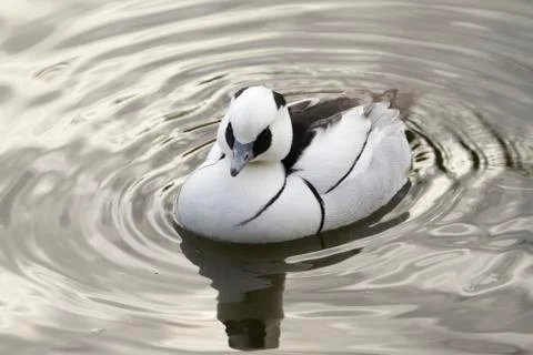 Smew Stock Photos