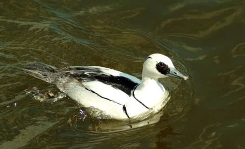 Smew Stock Photos