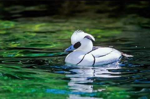 Smew Stock Photos