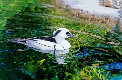 Smew Stock Photos