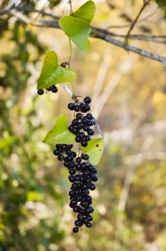 Smilax berries Stock Photos