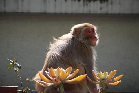 Smile Face Monkey Foto stock