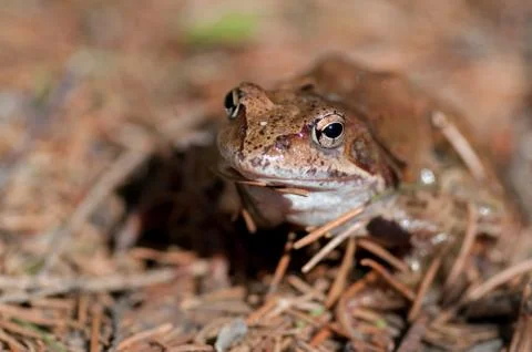 Smile good frog Stock Photos
