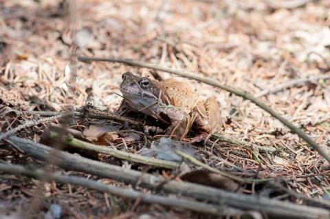 Smile good frog Stock Photos