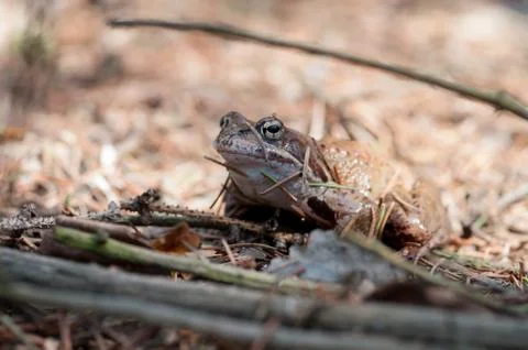 Smile good frog Stock Photos