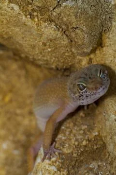 Smileing leopard gecko Stock Photos