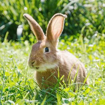 Smiley bunny in green grass, easter bunny Stock Photos