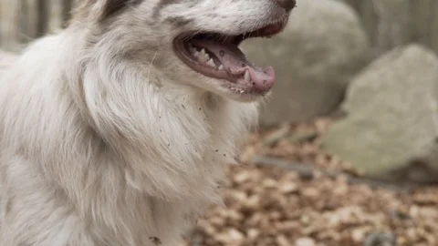 Smiley Dog Closeup Slow motion Vídeo Stock 99996449