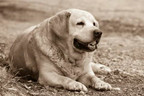 Smiley Dog Foto stock