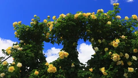 Smiley Face and the Gap Between Hearts in the Sunlight Stock Footage 333261714