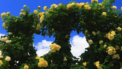 Smiley Face and the Gap Between Hearts in the Sunlight Stock Footage 333261724