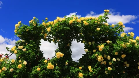 Smiley Face and the Gap of Hearts Stock Footage 333261725