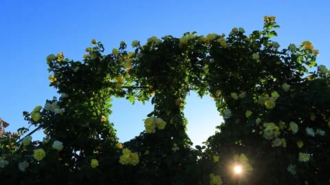 Smiley Face, the Gap Between Hearts, and the Sunlight Filtering Through the Stock Footage 333261739
