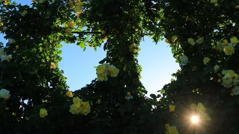 Smiley Face, the Gap Between Hearts, and the Sunlight Filtering Through the Stock Footage 333261744