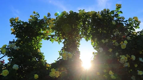 Smiley Face, the Gap Between Hearts, and the Sunlight Filtering Through the Stock Footage 333261748