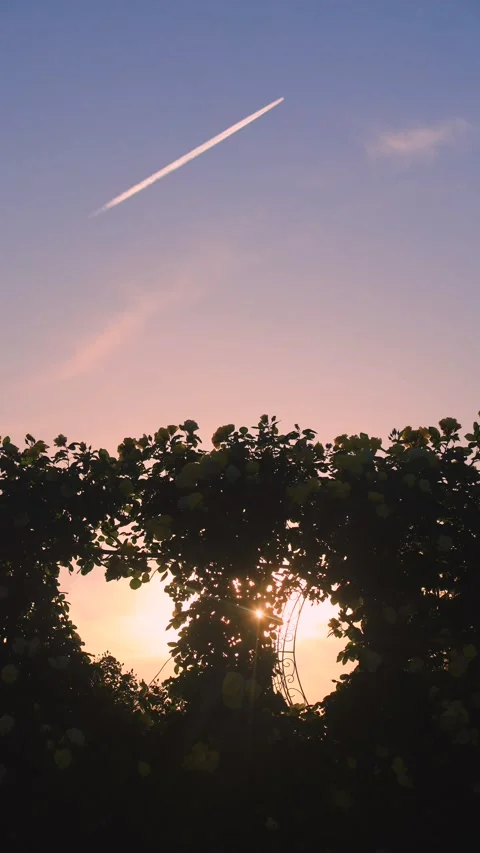 Smiley Face, the Gap Between Hearts, Sunlight Through the Trees, and Contrails Stock Footage 333261753