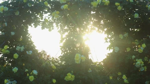 Smiley Face, the Gap Between Hearts, and the Sunlight Filtering Through the Stock Footage 333261760