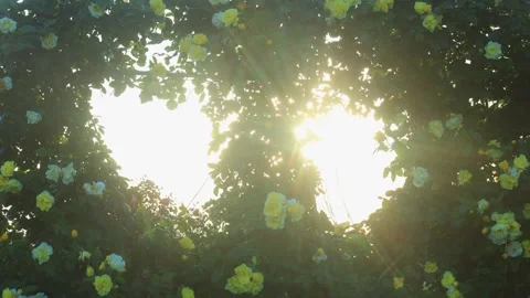 Smiley Face, the Gap Between Hearts, and the Sunlight Filtering Through the Stock Footage 333261763