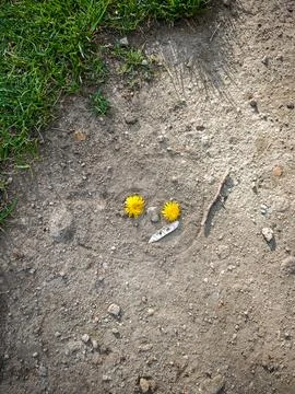 Smiley face made from two dandelion flowers and a leaf on a dirt path Stock Photos