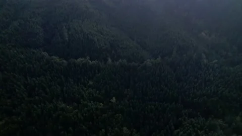 Smiley Face in Trees Stock Footage 220896423