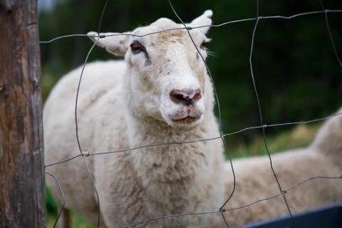 Smiley sheep face Stock Photos