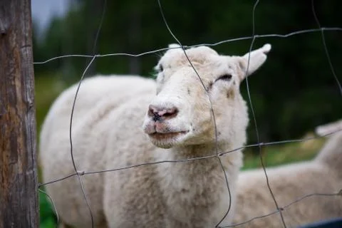 Smiley sheep face Stock Photos