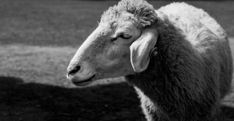 Smiley sheep. Stock Photos