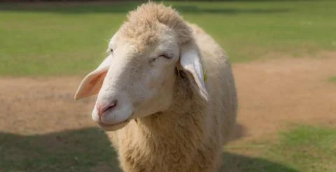 Smiley sheep. Stock Photos
