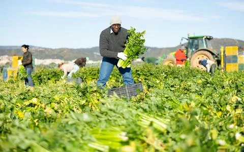 Smiling African american farm worker picking crop of celery on field Stock Photos