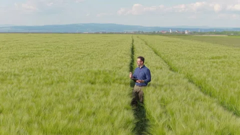 Smiling agronomist showing thumbs up with tablet in green barley aerial Stock Footage 337412854