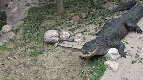 Smiling Alligator Stock Footage 138673632