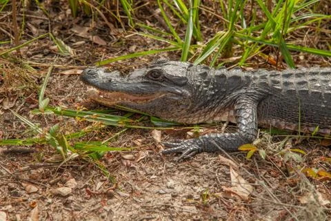 Smiling Alligator Stock Photos