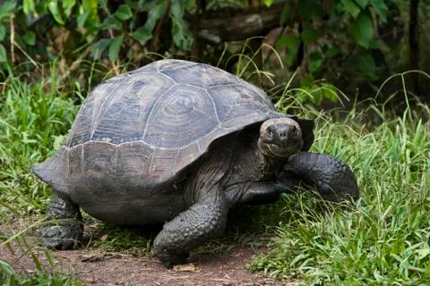 Smiling and friendly Galapagos turtle Stock Photos