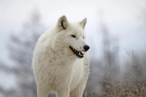 Smiling Arctic Wolf Stock Photos